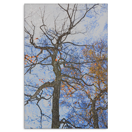 Tree Fall Colors Gallery Wrap Canvas Art Print - Yellow Leaves Blue Sky