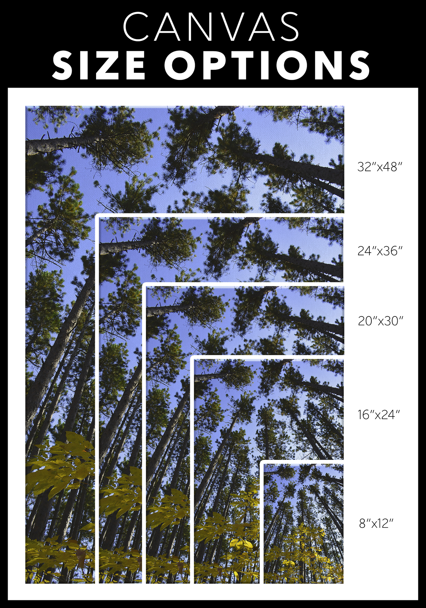 Upper Michigan Wall Art | Yellow Leaves With Tall Pines | Canvas Art Print