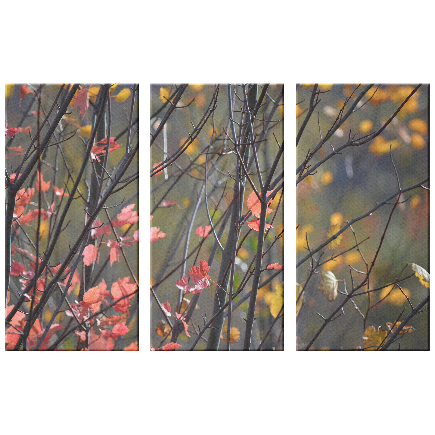 Upper Michigan Art | Fall Color Leaves in Pastels | 3-Piece Canvas Art Print