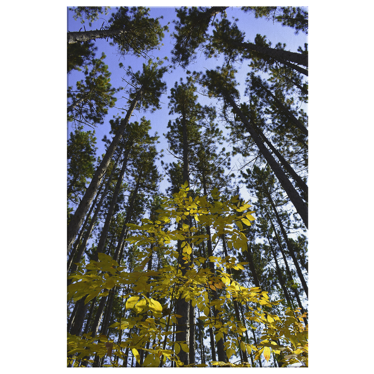 Upper Michigan Wall Art | Yellow Leaves With Tall Pines | Canvas Art Print