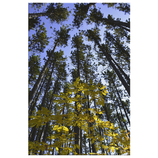 Upper Michigan Wall Art | Yellow Leaves With Tall Pines | Canvas Art Print